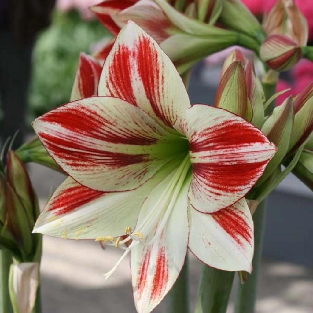 Amaryllis Ambiance* 1 Amaryllis Ambiance*