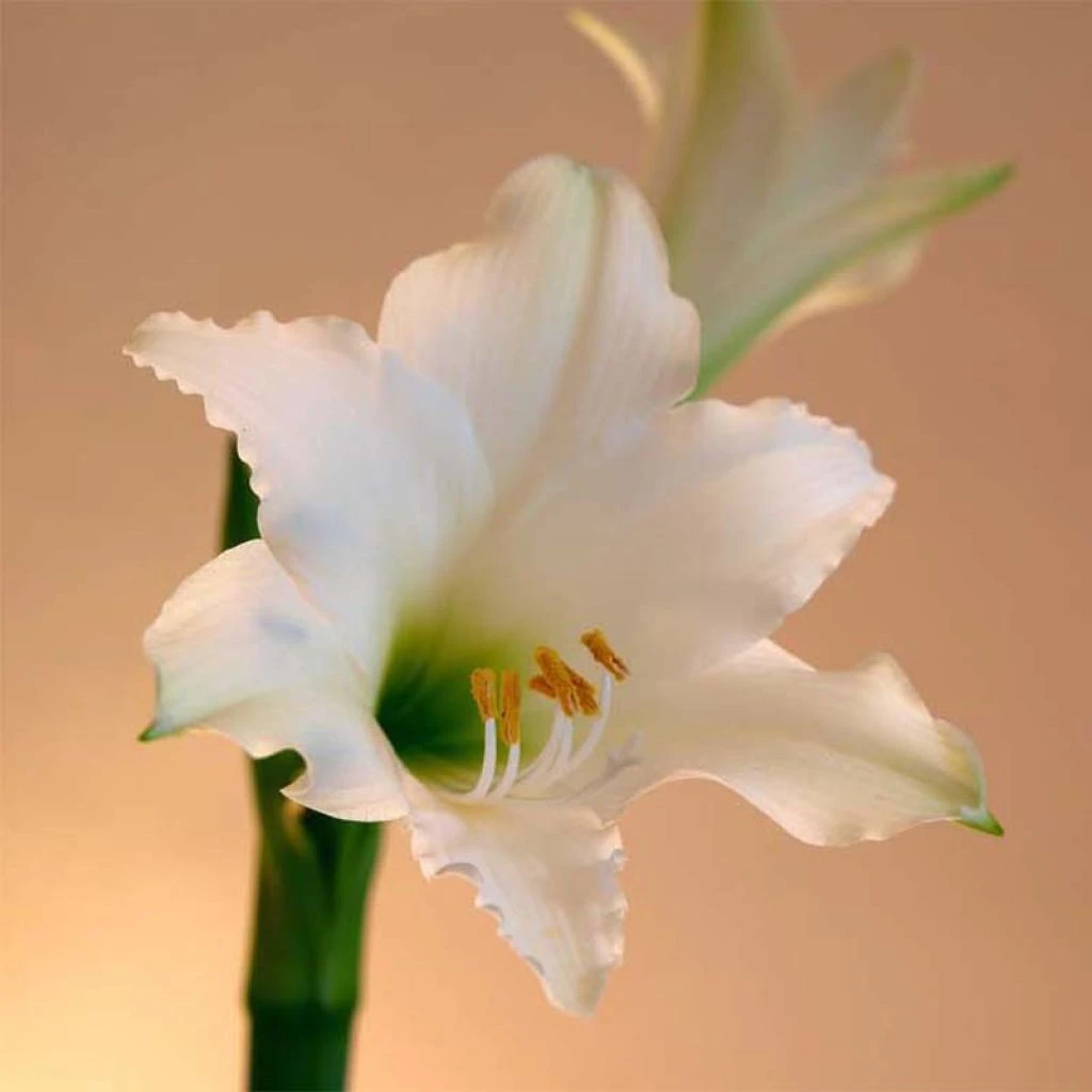 Amaryllis Amputo 1 Amaryllis Amputo