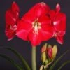 Amaryllis Candy Cream (Candy Queen) - Hippeastrum