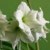 Amaryllis Luna