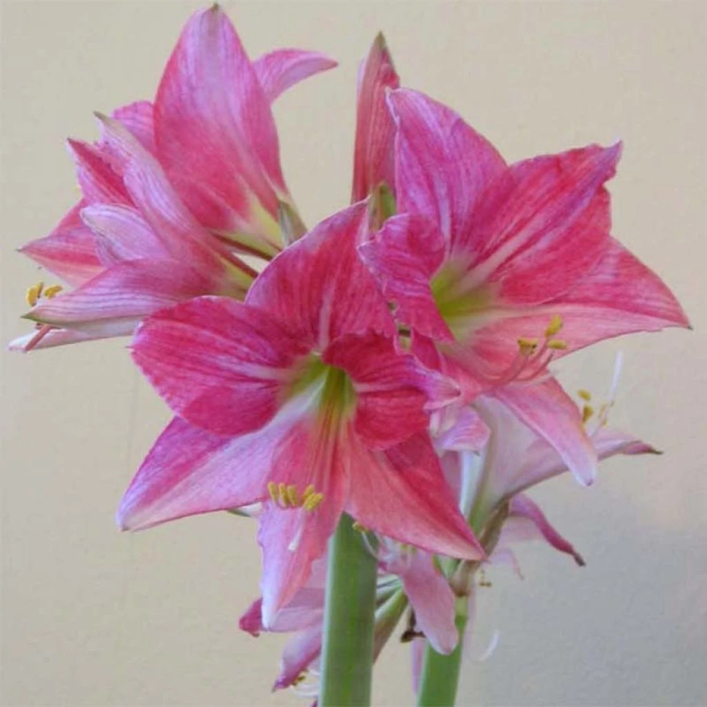 Amaryllis Neon 1 Amaryllis Neon
