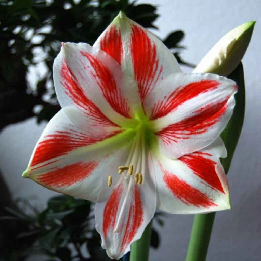 Amaryllis Clown 1 Amaryllis Clown