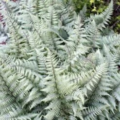 Athyrium Ghost - Fougère Femelle Hybride