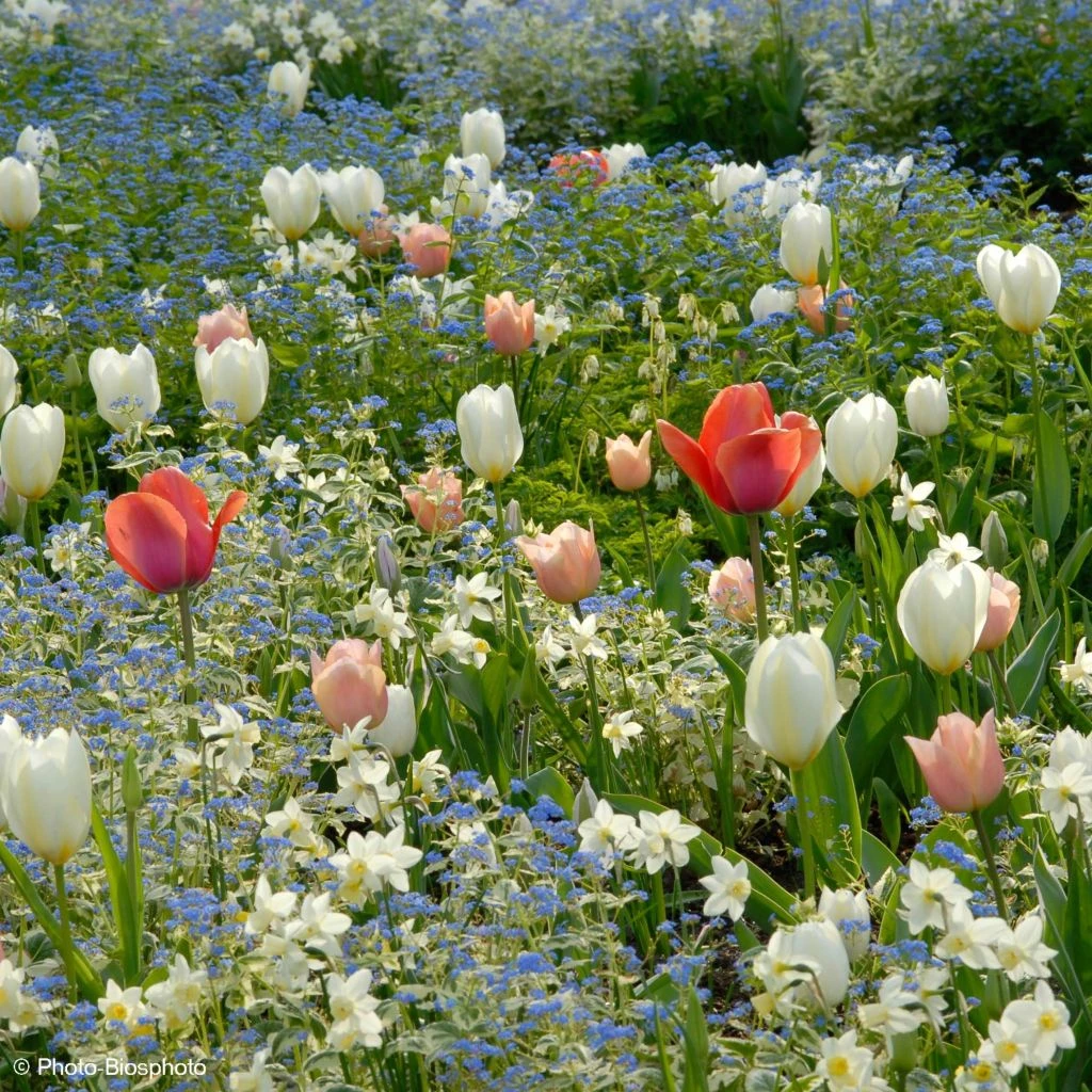 Collection Harmonie Délicatesse 1 Collection Harmonie Délicatesse