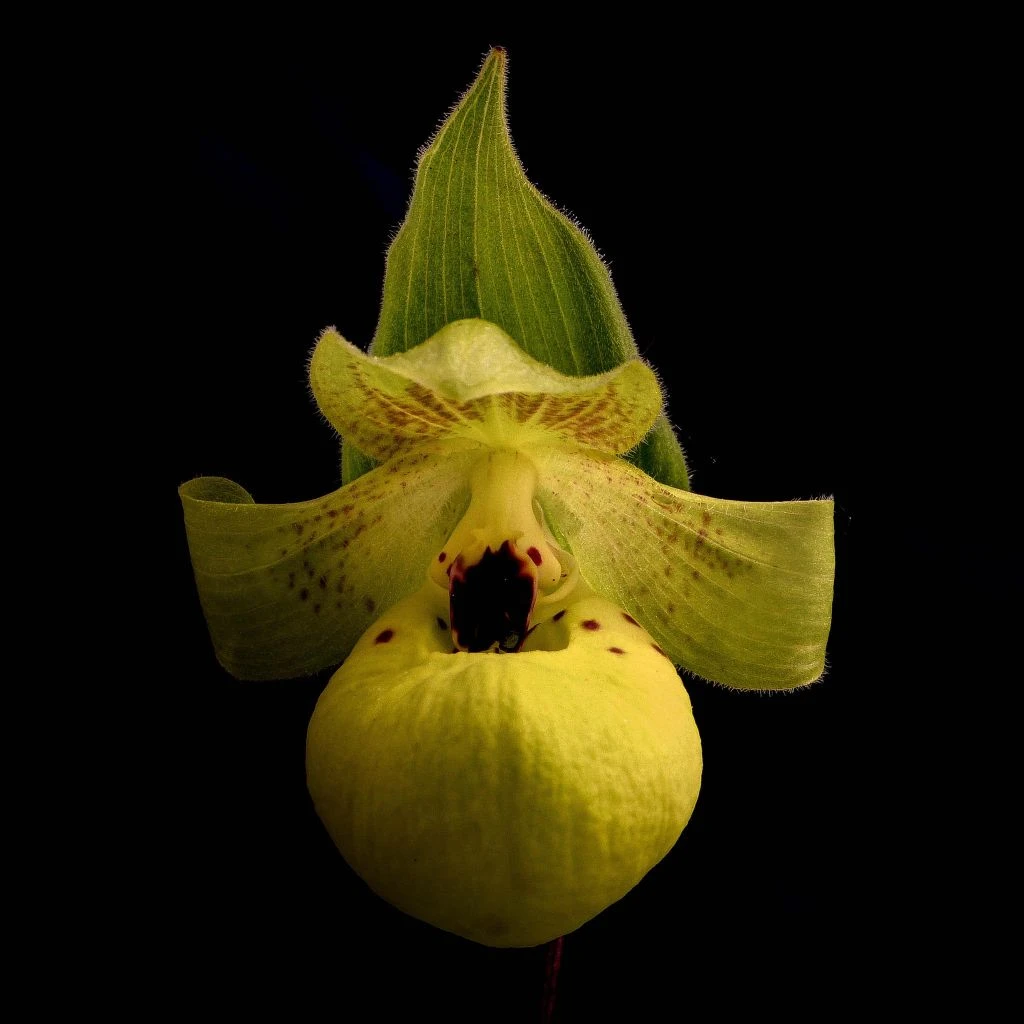 Cypripedium Flavum - Sabot De Vénus Jaune Pâle 1 Cypripedium Flavum - Sabot De Vénus Jaune Pâle