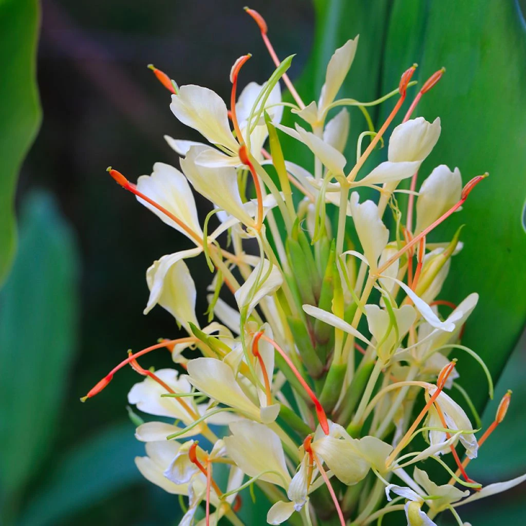 Hedychium Dixter (Tresco) - Longose - Gingembre D'ornement 1 Hedychium Dixter (Tresco) - Longose - Gingembre D'ornement