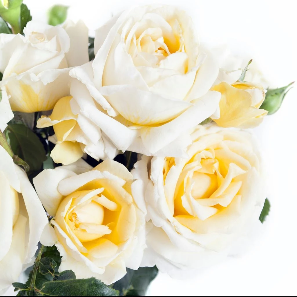 Rosier à Grandes Fleurs Jeanne Coeur 1 Rosier à Grandes Fleurs Jeanne Coeur