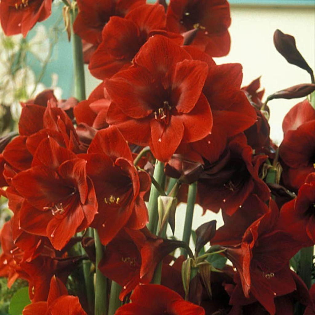 Amaryllis Benfica 1 Amaryllis Benfica