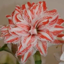 Amaryllis Double Dancing Queen