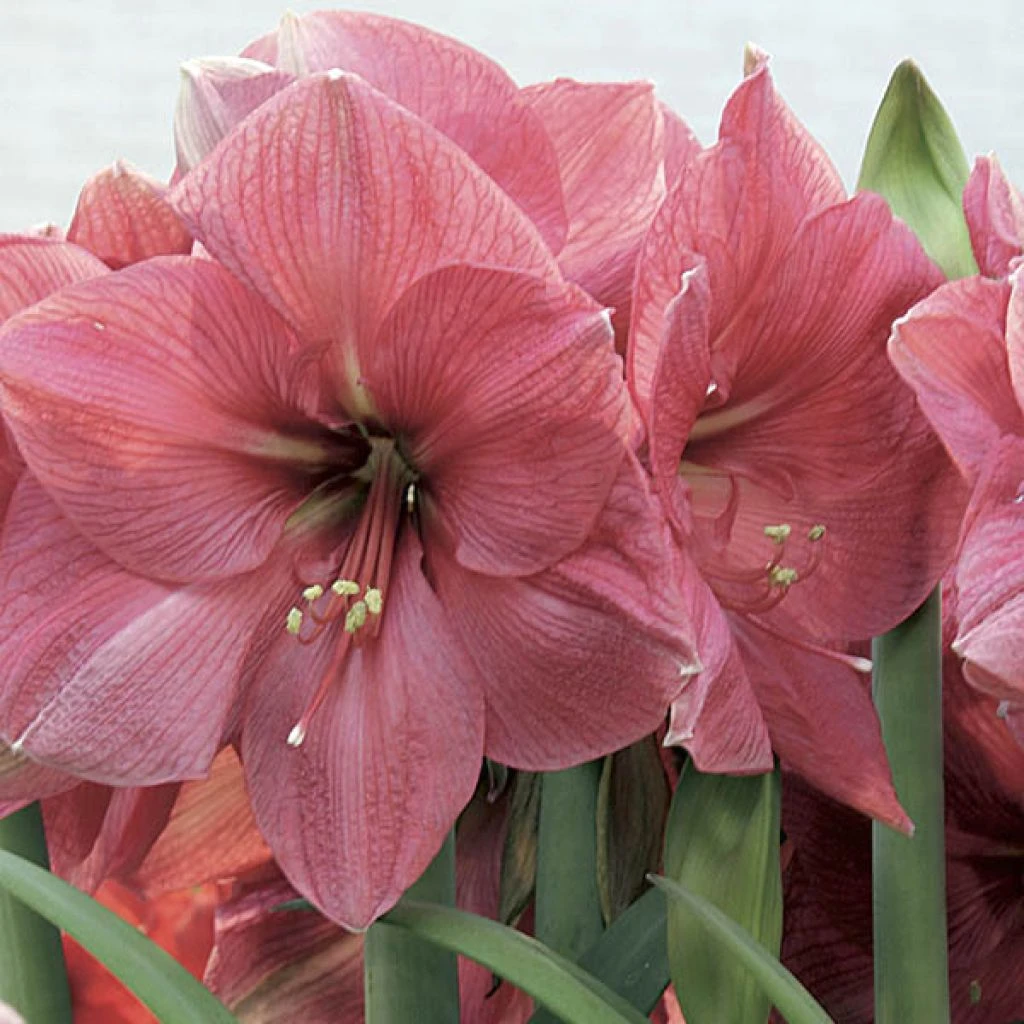 Amaryllis Hercule 1 Amaryllis Hercule