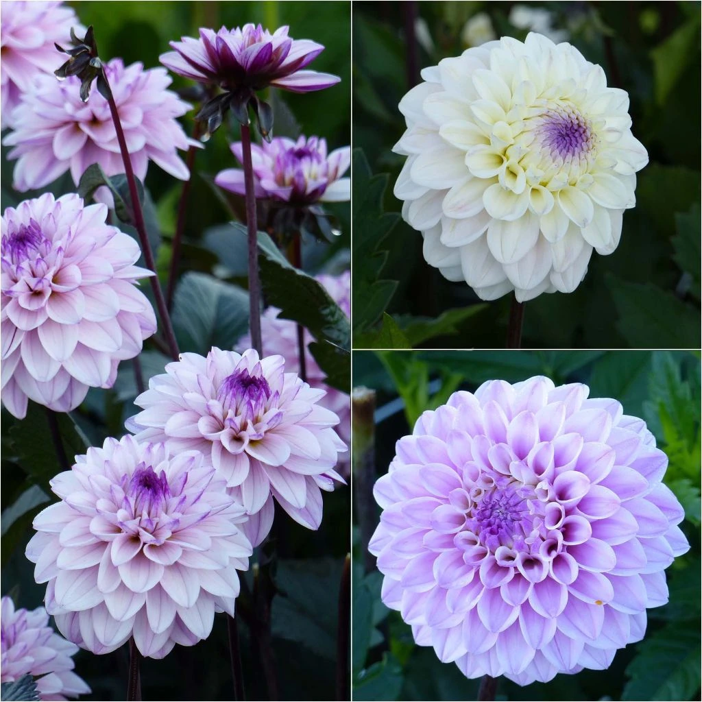 Collection 3 Dahlias Seniors 1 Collection 3 Dahlias Seniors