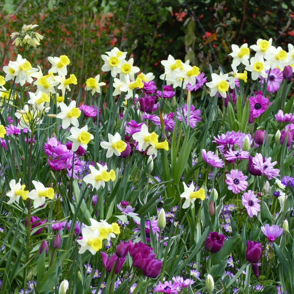 Collection Balade Pastorale 1 Collection Balade Pastorale