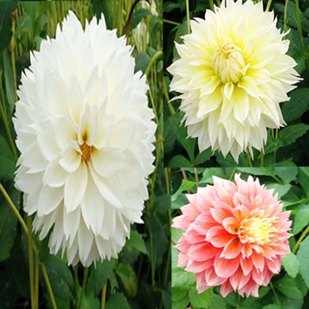 Collection Dahlias Fubuki 1 Collection Dahlias Fubuki