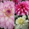 Collection Dahlias Nains Gallery