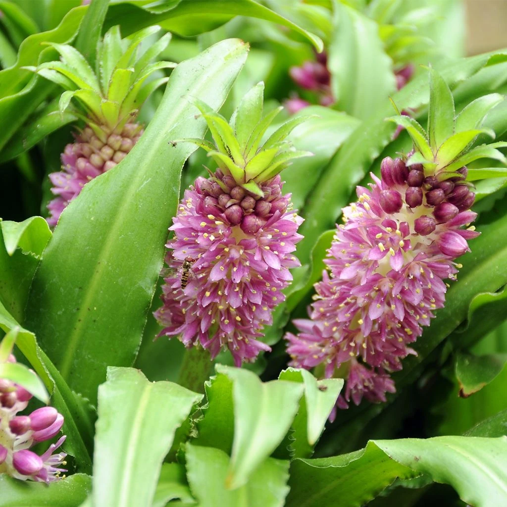 Eucomis Comosa Sparkling Burgundy® - Eucomide Rose à Feuillage Pourpre 1 Eucomis Comosa Sparkling Burgundy® - Eucomide Rose à Feuillage Pourpre