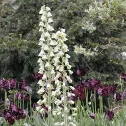 Fritillaria Persica Ivory Bells - Fritillaire De Perse