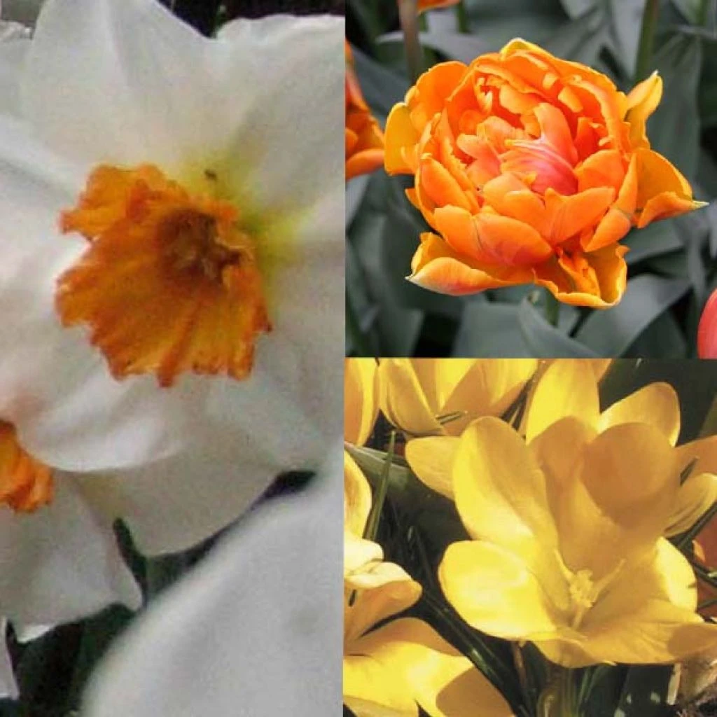 Potée Cuivrée 1 Potée Cuivrée