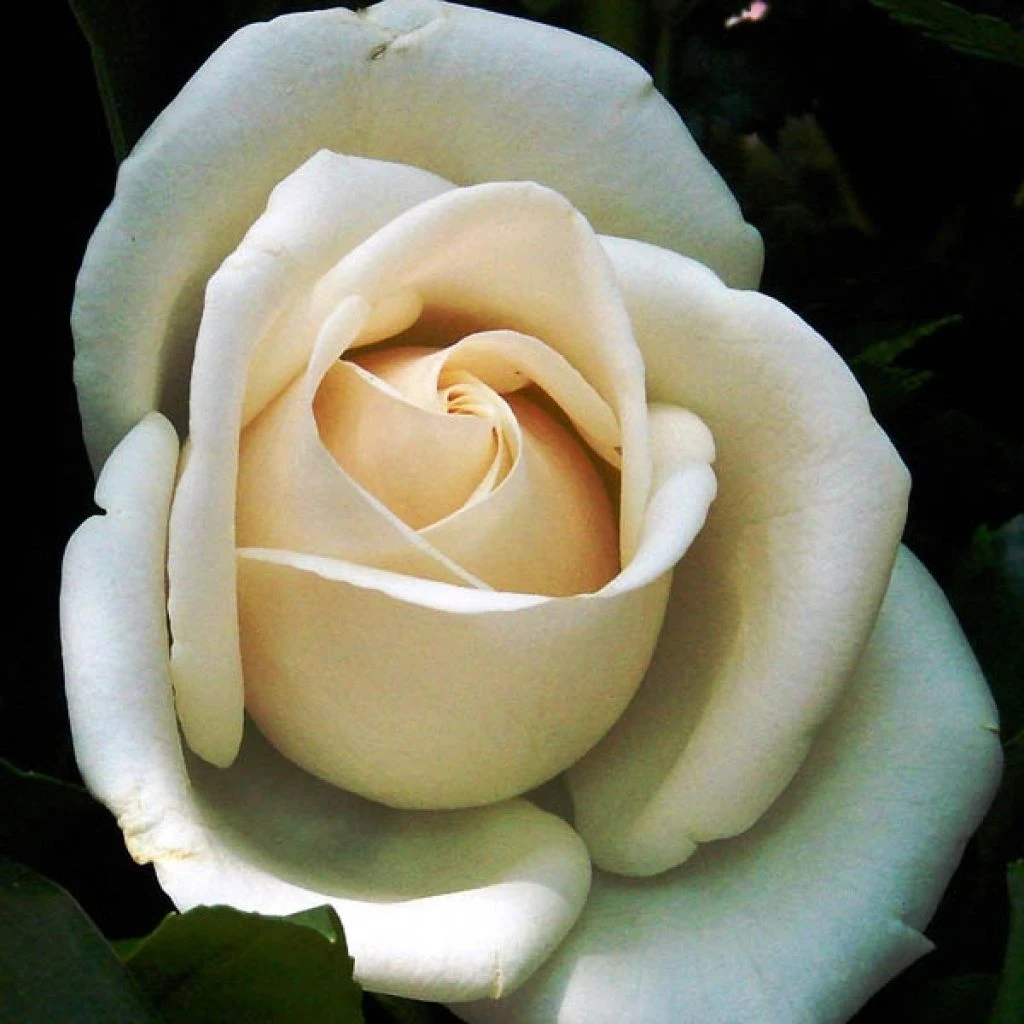 Rosier Grimpant Schneewalzer 1 Rosier Grimpant Schneewalzer