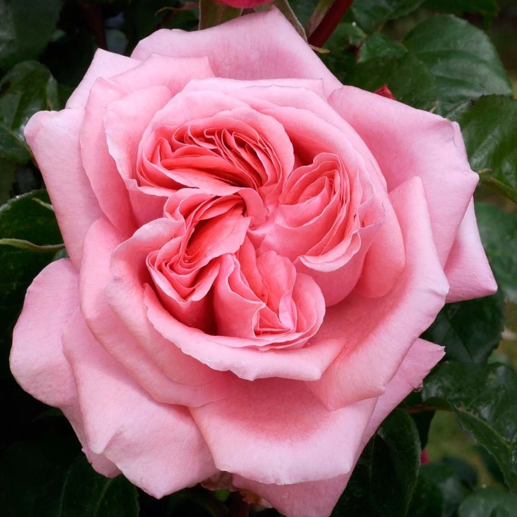 Rosier à Grandes Fleurs Special Anniversary 1 Rosier à Grandes Fleurs Special Anniversary