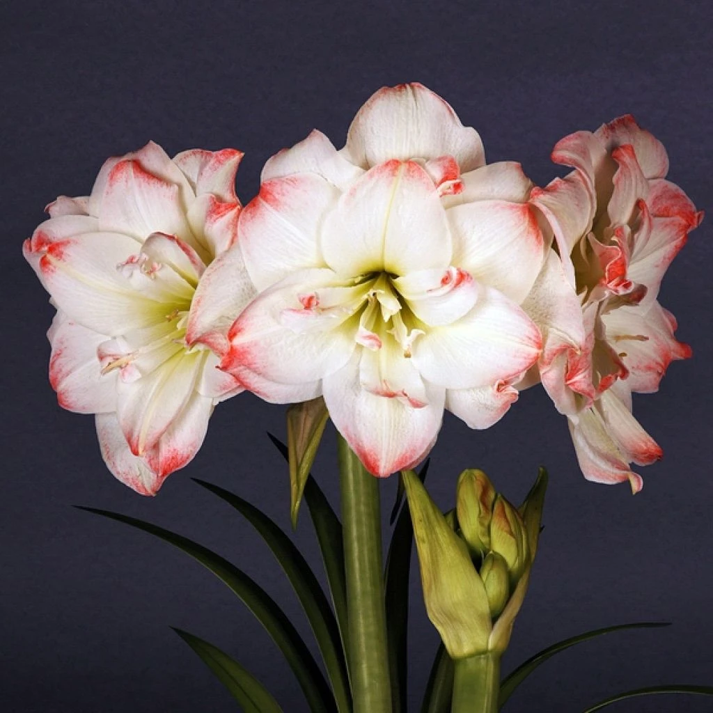 FloraNest Soldes Magasin -FloraNest Soldes Magasin Amaryllis Amadeus Candy Hippeastrum 15922 1